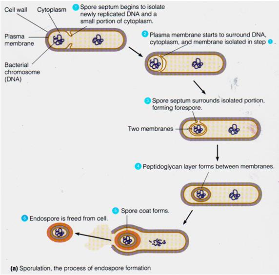 External Filamentous Structures, Cont d 3. NO 4. Taxis: A. Chemotaxis B. Phototaxis Discuss serovars Endospores Structure Internal to Cell Wall 1.