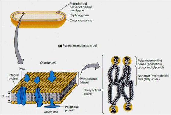 Plasma/Cytoplasmic Membrane 2. Plasma Membrane B.. C.
