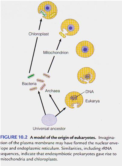 2 Prokaryotic Cells vs. Eukaryotic Organelles 2. Evidence B.. C.. i.