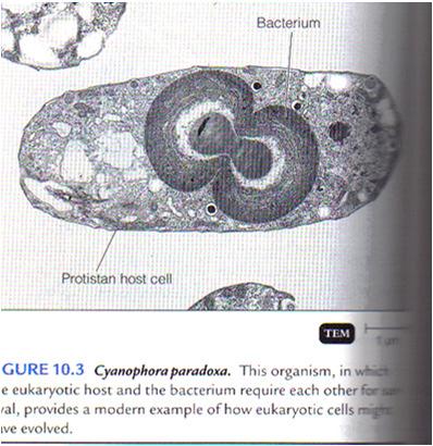 . 2/4/2013 Ch 3 & 4 Microscopy & Cell Componenets 53 2/4/2013 Ch