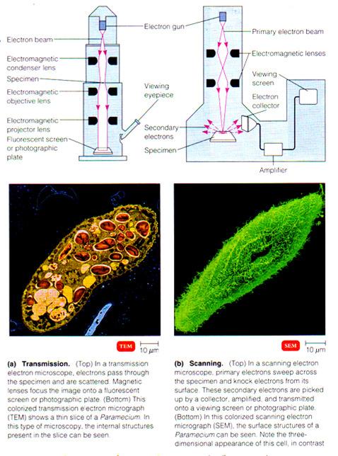 Scopes-Electron Scope Enhanced by Advantages Uses Electron, Scanning Res; Mag; 3-D Book from U of I Surfaces structures - eukaryote to virus Fig 3.8 Transmission vs.
