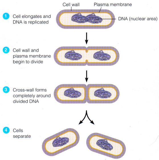 Chapter 4: Prokaryotic Cells Prokaryote 1.. Fig 4.5a Prokaryotic Cell 2.. 3.. 4.. 5. Bacteria cell wall 6.