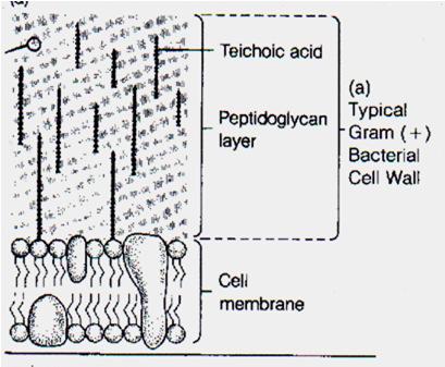 Cell Wall - Bacteria Bacterial Cell Wall 1.. Diagram Cell Wall Diagrams Outside Cell Outside Cell 2. Clinical importance B.. 3.. 4.