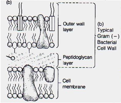 GN Cell Wall Characteristics GP Wall GN Wall 1.. 1.. 2. Contains 2. None Gram Stain & the Cell Wall Cell Wall & gram stain 1. Iodine = 2. Alcohol A. GP: 3. None 3. OUTER Wall Membrane A. Evades B.