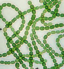 Part III: Diversity and Structure of Cyanobacteria.