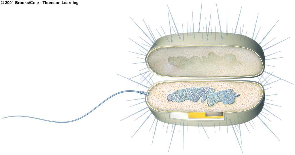 Prokaryotic Body Plan DN A bacterial flagellum pilus