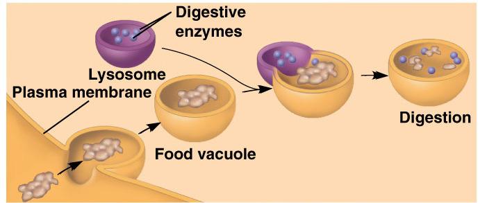 (Once materials are made, they are transported to the ) Golgi apparatus: What are the main jobs of the Golgi