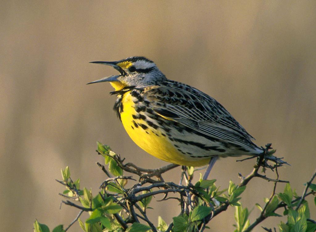 Markov Chains: Basic Properties The Eastern Meadowlark (Sturnella magna) is a member of the