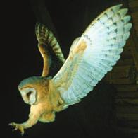 Scientific Skills Exercise Interpreting a Pair of Bar Graphs ow Much Does Camouflage Affect Predation on Mice by Owls Wi