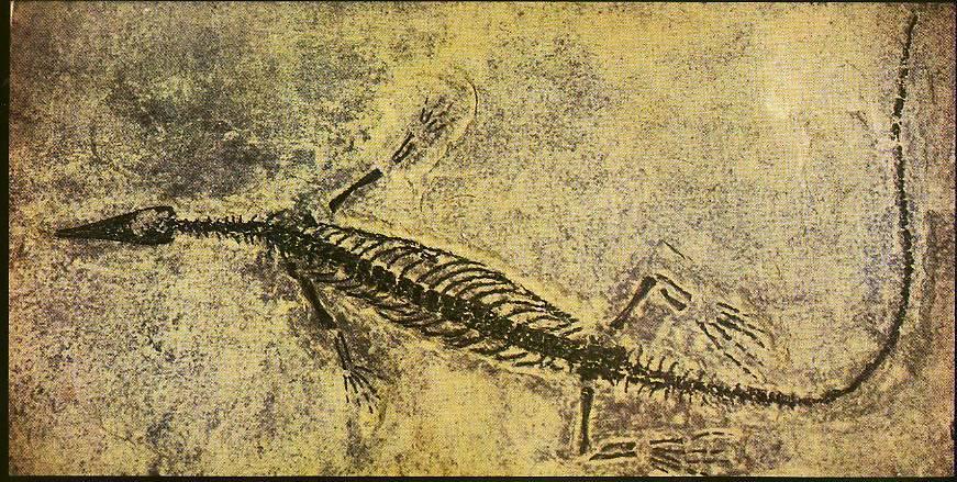 Continental Drift: An Idea Before Its Time Mesosaurus Small Permian aquatic
