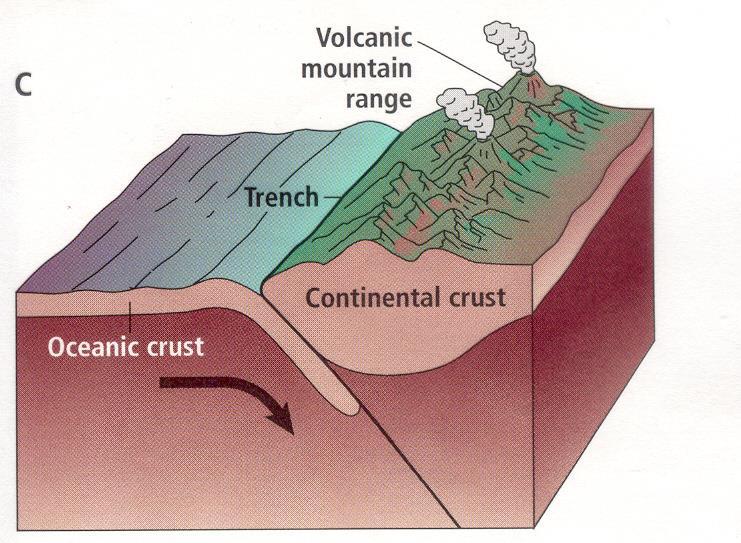 Oceanic - Continent Convergence Example: Andes, Cascades Convergent boundary of an oceanic plate and