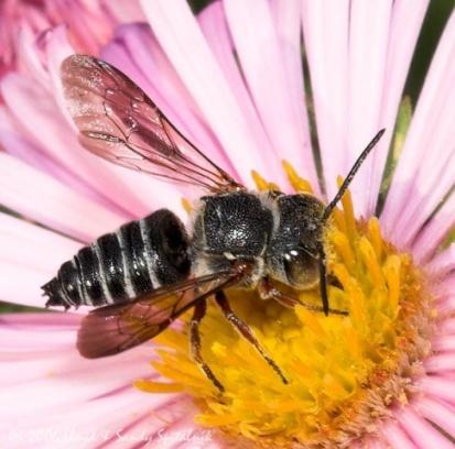However, many of our native bee pollinators are at risk, and the status of many more is unknown.