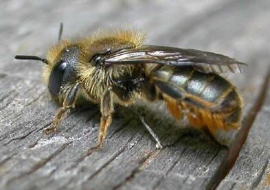 Large Mason Bee- Black body with light or dark hairs. Pollen carrying hairs on rear legs. Similar body shape to bumble bees but abdomen shiny with no hairs. Round face.