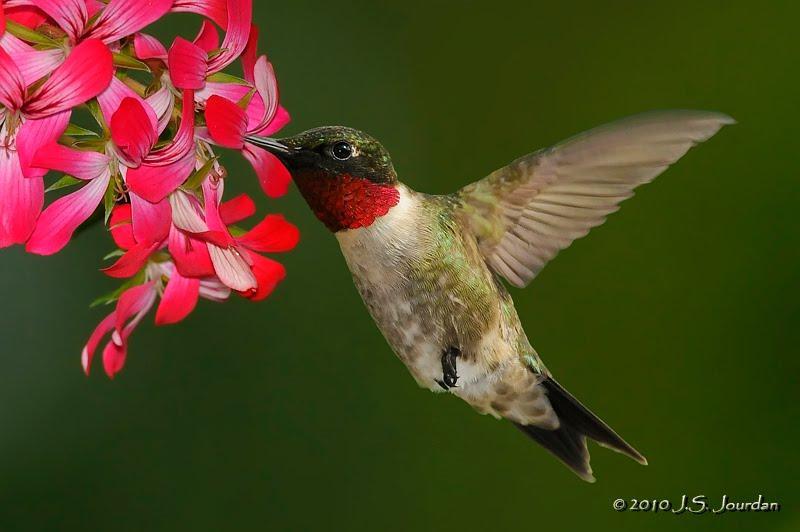 Hummingbirds- Our local ruby-throated hummingbird also plays the role of a pollinator. While moving from flower to flower to get their nectar meal they inadvertently move pollen at the same time.
