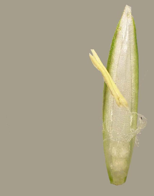 Stamen Perennial ryegrass floret Anther Filament The stamen is the male part of the grass floret. The upper portion of the stamen is known as the anther. The anther is the site of pollen production.
