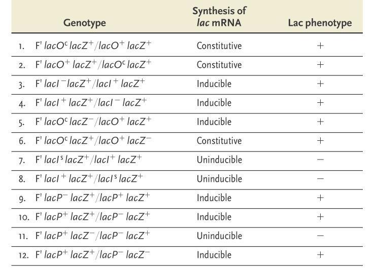 Phenotypes of lac Operon Mutants in Diploids Jacob, Monod, and collaborators deduced how the lac operon is controlled from these data and from the map position of the