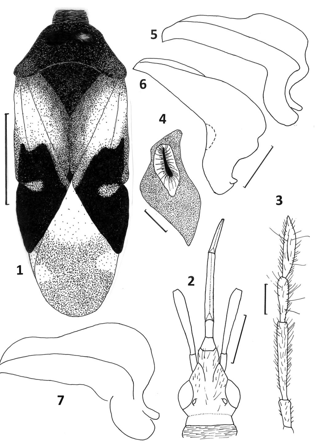 Acta Entomologica Musei Nationalis Pragae, 57(2), 2017 475 Figs 1 7. Anthocoris kmenti sp. nov.