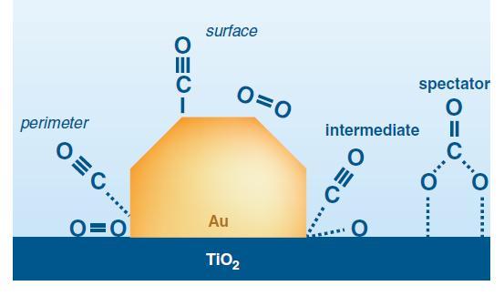 The Curious Case of Au Nanoparticles