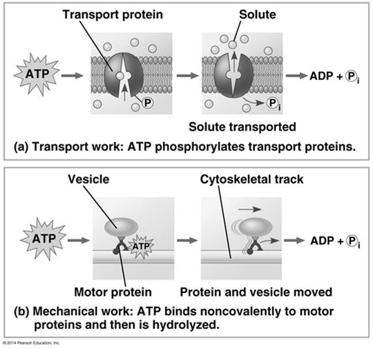 How ATP Performs Work ATP drives endergonic reactions By phosphorylation, transferring a phosphate to other molecules Phosphorylation of a protein usually results in the protein changing
