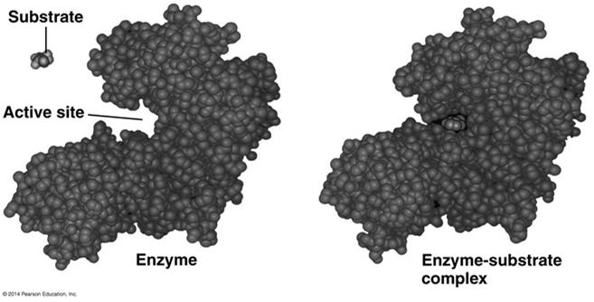 Catalysis in the Enzyme s Active Site Active site is central to enzyme
