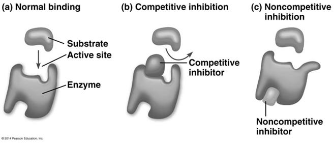active site noncompetitive inhibitors-bind