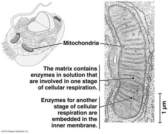 Within the cell, many enzymes are associated with specific regions of the cell may be grouped into