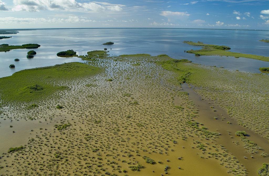 Restoration of the Everglades Saline Wetlands and Florida