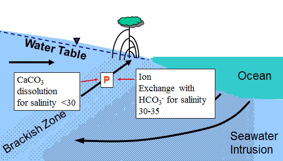 Biogeochemical Effects of Saltwater Intrusion Conceptual model: increased saltwater intrusion increases subsurface
