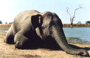 Human-Elephant conflict in Sri Lanka Elephant habitats dwindling rapidly High human