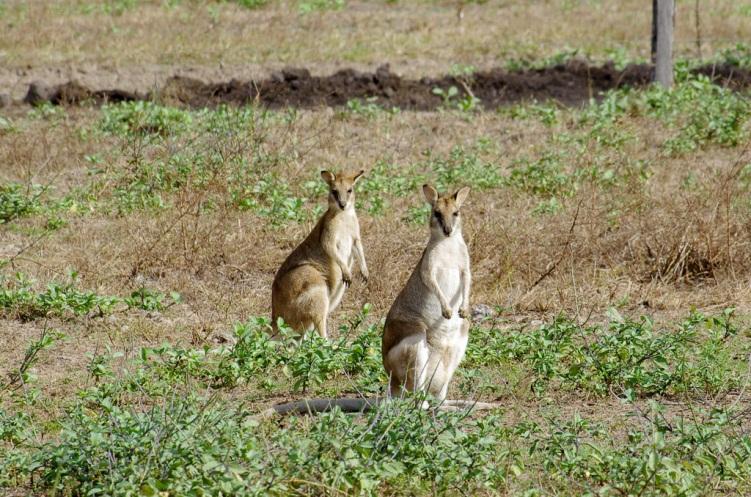 Agile wallabies mostly eat grass. They protect themselves with camouflage, hiding and hopping at great speed.