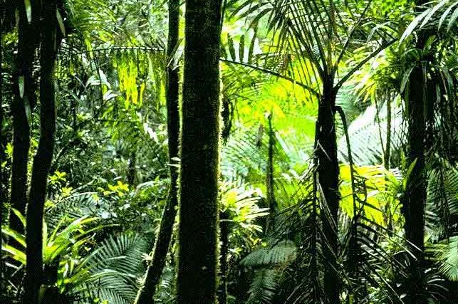 Tropical Evergreen Broadleaved Rainforests
