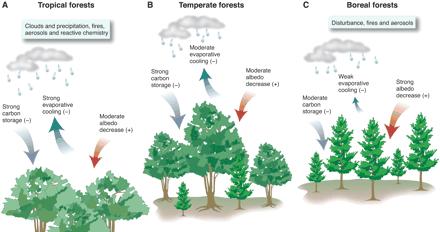 Climate Services by Vegetation Rain and Clouds Runoff to Streams and Lakes Warming or Cooling