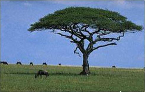 Serengeti Plain,