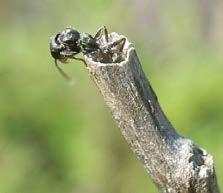 A: Camponotus sp.