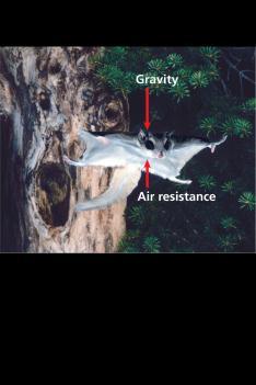 Terminal velocity is the constant velocity of a falling object when the force of air resistance equals the force of gravity.