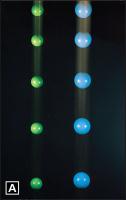 Projectile Motion A. Their masses are different, but the blue and green balls fall at the same rate. B.