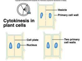 Golgi apparatus produces vesicles that move to