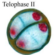II (similar to interphase of mitosis).