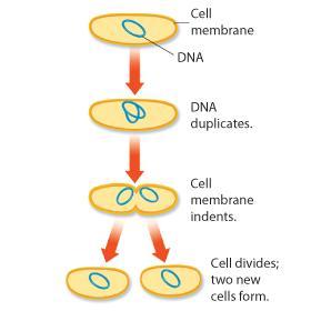 The Prokaryotic Cell Cycle Binary fission is a form of asexualreproduction during which two