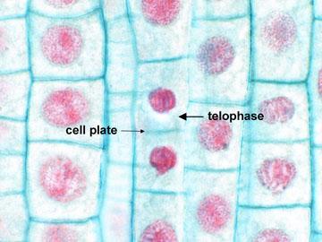 Phases of Mitosis: Telophase Fourth & final phase Chromosomes disperse into tangled chromatin.