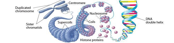Eukaryotic Chromosomes In eukaryotic cells, chromosomes are located in the nucleus, and are made up of chromatin.