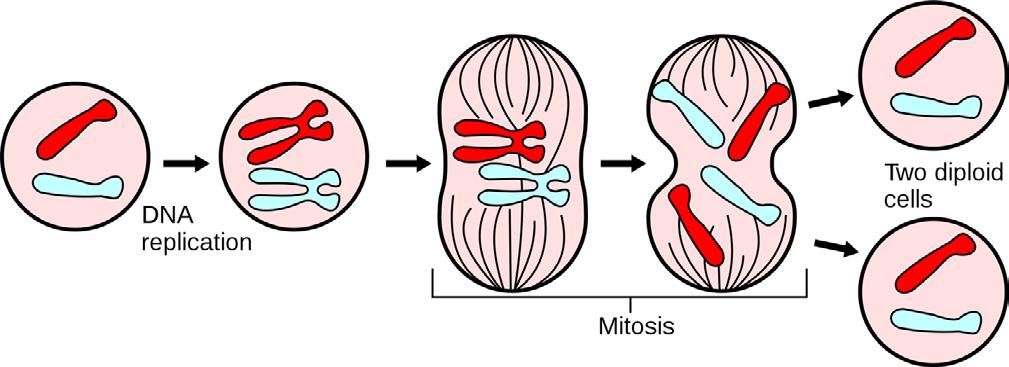 Figure IV-3-1: Major events in the eukaryotic cell cycle Although cytokinesis is often thought of as the final step in the mitotic stage of the cell cycle, it is actually a separate and distinct