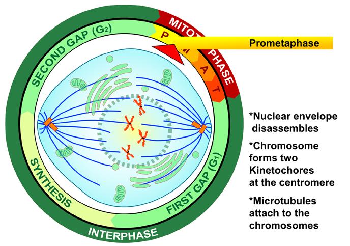 Prometaphase incorporates what four-phase texts include in late prophase and early metaphase.