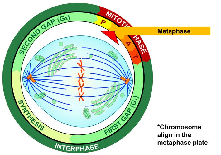 Figure IV-3-6: Metaphase of mitosis Figure IV-3-8: Anaphase of mitosis If and only if the cell passes its metaphase self-test, it enters the fourth stage of mitosis, called anaphase.
