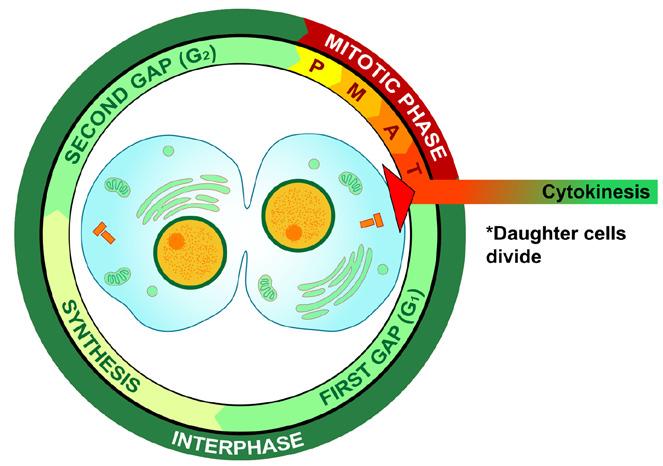 meiosis is the production of haploid cells (gametes or spores) in preparation for sexual reproduction. Mitosis is a part of the cell cycle, a circular process with no beginning or end.