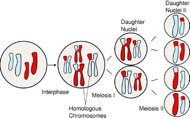 haploid cells (gametes), each of which has one copy of each chromosome. Each of those chromosomes is a unique mixture of the paternal and maternal DNA from the organism.