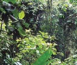 Tropical Forest Tropical forests grow in places that are mostly warm and wet all year long.