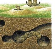 Parts of an Ecosystem Prairie dogs live in underground holes. Plants and animals live where they have water, food, and shelter.