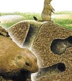 The different parts of an ecosystem work together. Prairie dogs dig holes in the soil. This gives the soil more air.