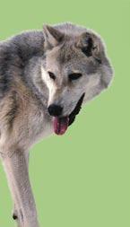 Then the other parts change too. Long ago, many wolves lived in Yellowstone National Park.